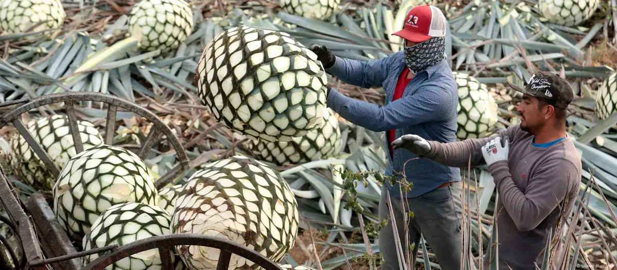 La ciudad de Tequila, en el estado de Jalisco, celebró en 2024 sus 50 años de Denominación de Origen del Tequila, que garantiza la autenticidad de los pro ductos que llevan su nombre. Foto: DW