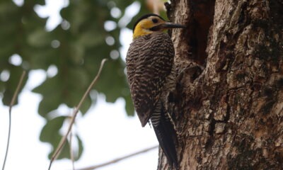 El carpintero Colaptes campestris frente a una oquedad. Foto: Lidia Pérez de Molas.