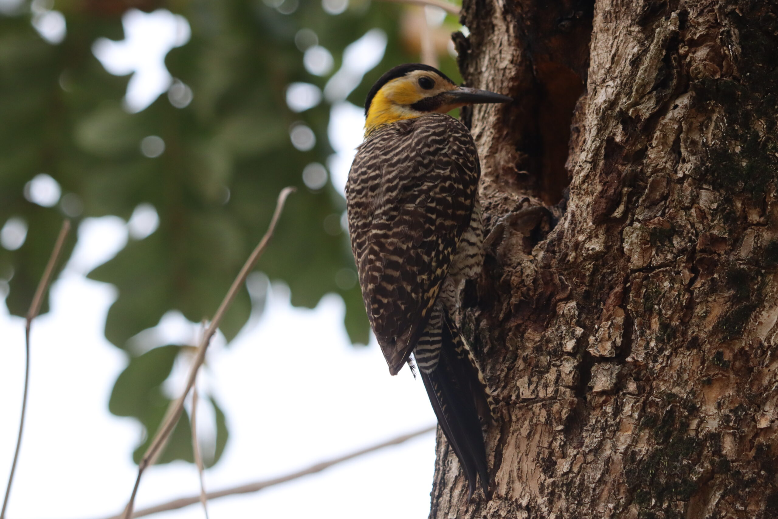 El carpintero Colaptes campestris frente a una oquedad. Foto: Lidia Pérez de Molas.