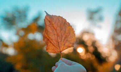 Este viernes inicia el otoño. Foto: Referencia.