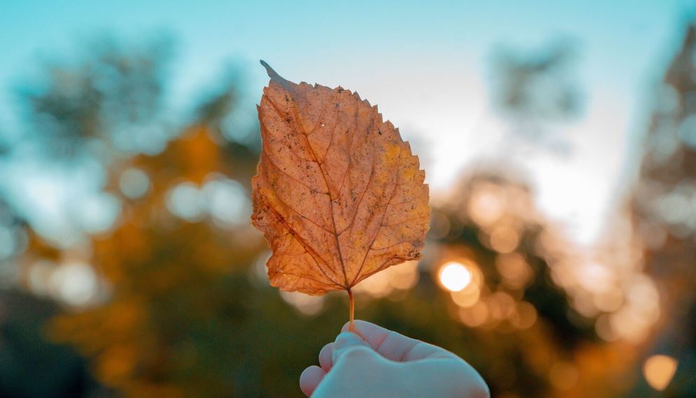 Este viernes inicia el otoño. Foto: Referencia.